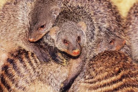 Banded mongoose Stock Photos