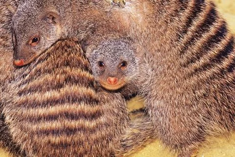 Banded mongoose Foto stock