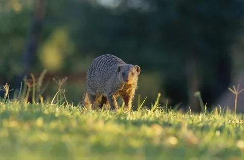 Banded mongoose Stock Photos