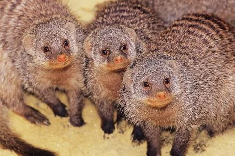 Banded mongoose Stock Photos
