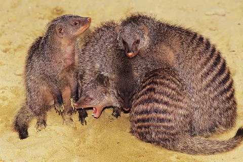 Banded mongoose Stock Photos