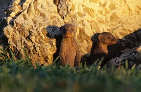 Banded mongoose Stock Photos