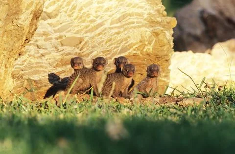 Banded mongoose Stock Photos