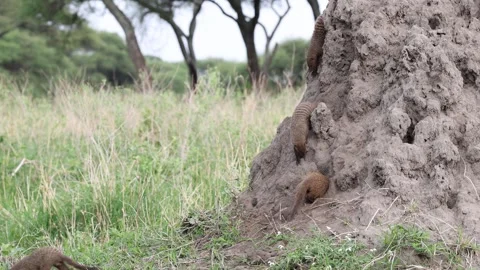 Banded Mongoose on termite hill, Tarangire National Park, Tanzania 库存影片 330411368
