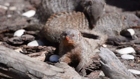Banded mongooses closeup Stock Footage 94478964