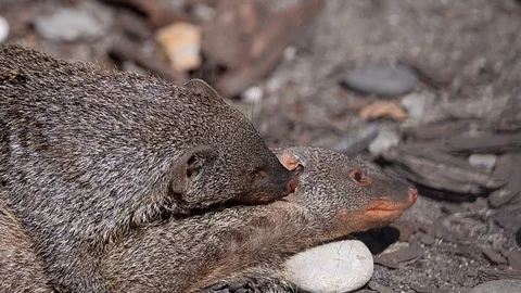 Banded mongooses closeup Stock Footage 95063736