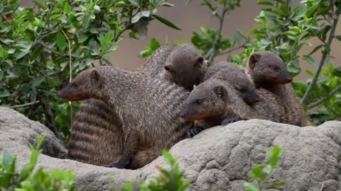 Banded Mongooses Cluster Beside Rocks in Tanzania’s Serengeti Stock Footage 342231316