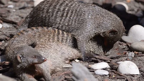 Banded mongooses communicating Stock Footage 94652345