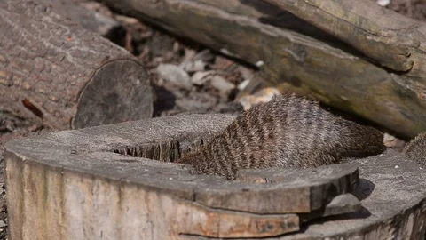 Banded mongooses on nature Stock Footage 89133655