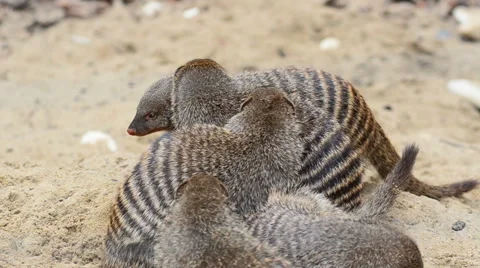 Banded mongooses on a send Stock Footage 65067895