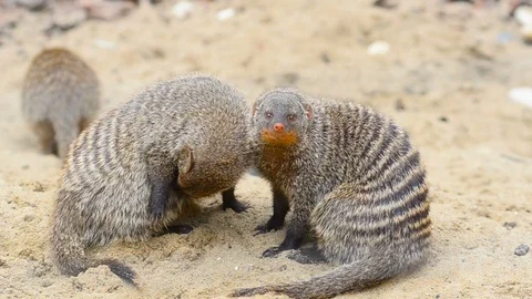 Banded mongooses in summer Stock Footage 90197113