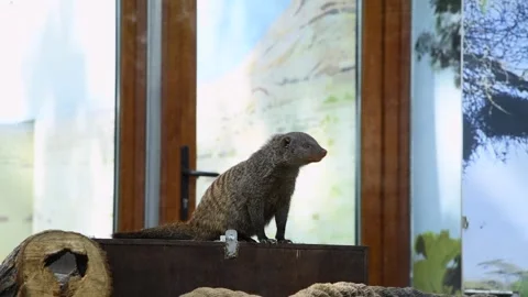 Banded mongooses in Zoo Stock Footage 246109231