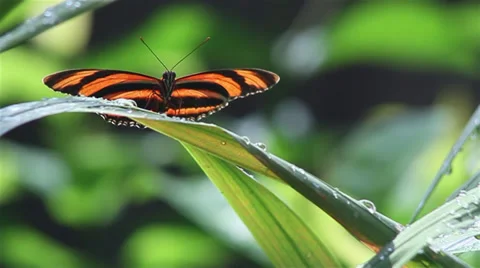 Banded Orange Butterfly Stock Footage 35652213