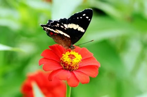 Banded peacock Stock Photos