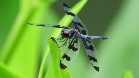 Banded pennant dragonfly Stock Footage 337960467
