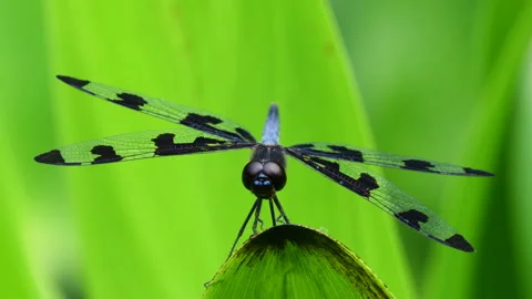 Banded pennant dragonfly Stock Footage 337960471