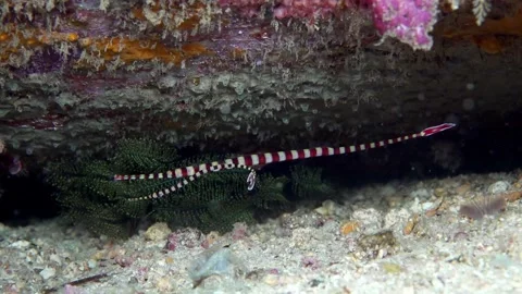 Banded Pipe fish pair Stock Footage 307148716