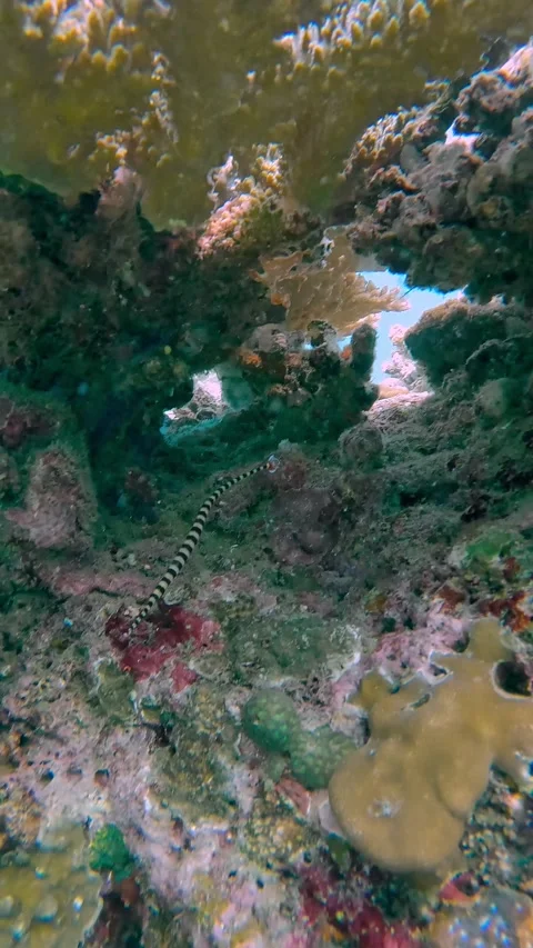 Banded pipefish or ringed pipefish swimming among the complex structure of a Stockbeeldmateriaal 345112522