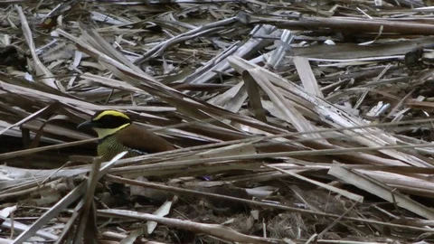 Banded Pitta, Java, Indonesia Stock Footage 86226532