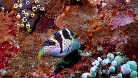 Banded puffer fish Stock Footage 307148814