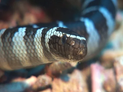 Banded Sea Krait Stock Footage 98499255
