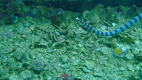 Banded Sea Krait Stock Footage 139614830