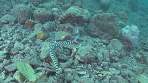 Banded Sea Krait Stock Footage 148336830