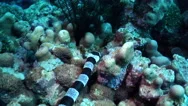 Banded Sea Krait Hunting, Laticauda Colubrina, Hd,  Stock Footage