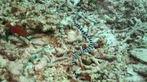 Banded Sea Snake Stock Footage 10852222