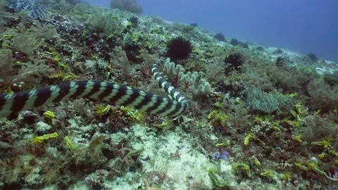 Banded Sea Snake. Video stock 76548879
