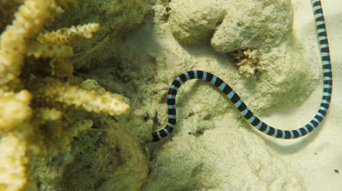Banded Sea Snake in sea Stockbeeldmateriaal 59163028