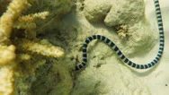 Banded Sea Snake In Sea Stock Footage