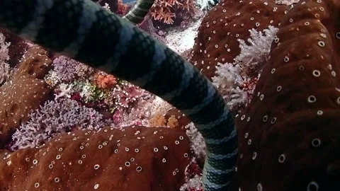 Banded Sea Snake Serua Stock Footage
