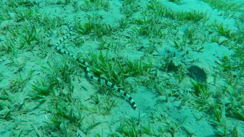 Banded Snake Eel crawls, wriggles across a sandy seabed covered with green Stock Footage 316824691