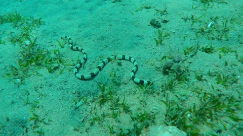 Banded Snake Eel crawls, wriggles across sandy seabed covered with green Smooth Stock Footage 329077876