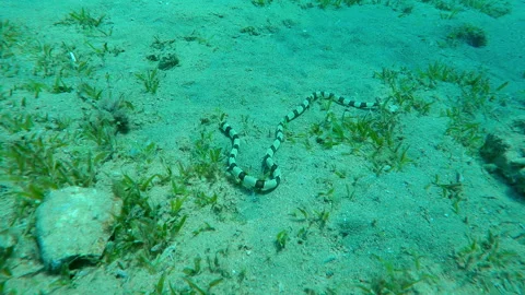 Banded Snake Eel crawls, wriggles across sandy seabed covered with green Smooth Stock Footage 346446321