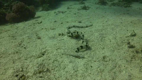 Banded snake eel digging in the sand Stock Footage 75678843