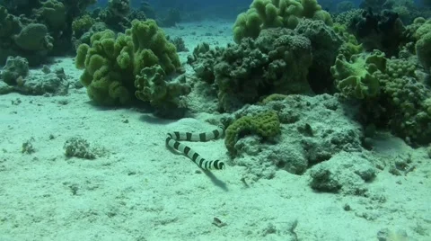 Banded snake eel Stock Footage 65990971