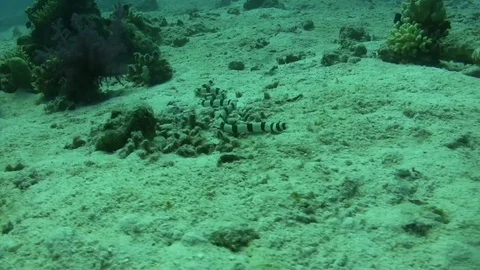 Banded snake eel Stock Footage 75672260