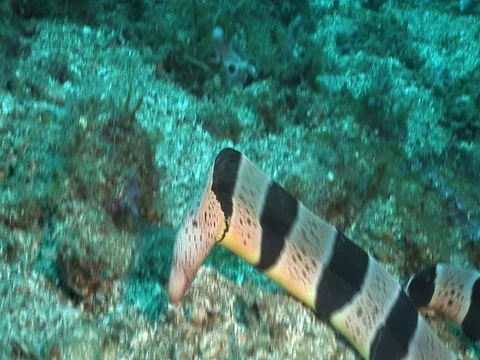 Banded Snake Eel Video stock 98464851