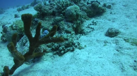 Banded snake eel looking for food Video stock 56030668