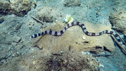 A Banded Snake Eel on a piece of carpet in the ocean Stock-Footage 122521399