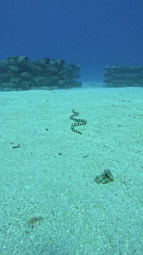 Banded snake eel sp. Stock Footage 263410117
