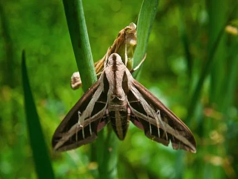 Banded Sphinx Moth Stock Photos