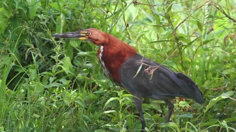Banded Tiger Heron 動画素材 7749640