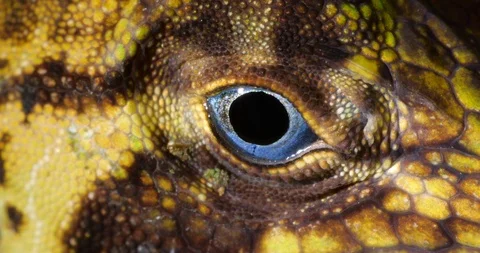 Banded Tree Anole (Anolis transversalis) Close-up of eye Stock Footage 108287367