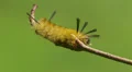 Banded Tussock Moth (Halysidota tessellaris) Caterpillar 1 HD Footage