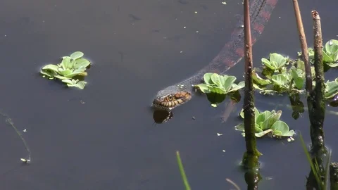 Banded water snake Stock Footage 73774708