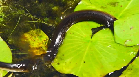 Banded Watersnake Stock Footage 64122940