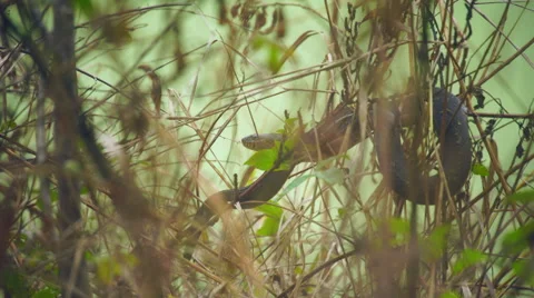 Banded Watersnake Stock Footage 64123196